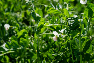 Pea plant - Pisum sativum - Legume.