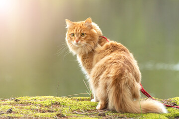 portrait red fur cat in green summer grass near river with sun glare in background
