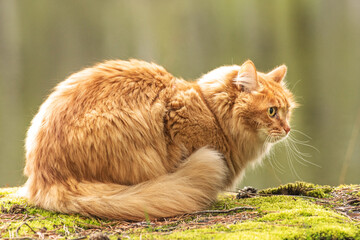 portrait red fur cat in green summer grass near river with sun glare in background