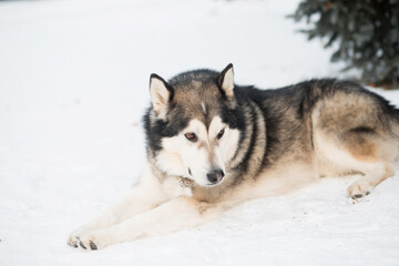 Sitting alaskan malamute lying in winter forest. Near spruce tree.