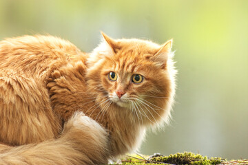 portrait red fur cat in green summer grass near river with sun glare in background