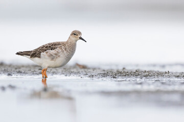 Ruff - Kampfläufer - Philomachus pugnax, Germany (Schleswig-Holstein)