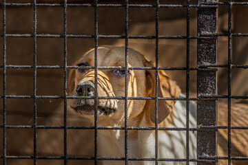 closeup portrait sad dog puppy locked in the metal cage. homeless dog concept