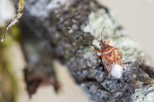 Macro image of an insect