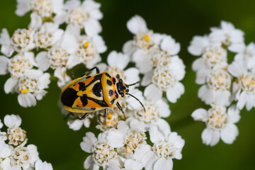 Macro image of an insect in Germany
