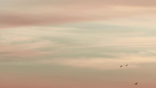 Vanilla sky colorful exotic cloud, Flight of a flock of birds. Panoramic landscape of pink sunset and sunrise, dramatic sunset sky. pink clouds, turquoise sky. pastel palette. Beautiful nature.