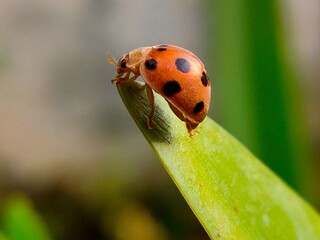 Ladybug from indonesia which is orange with black spots on its body