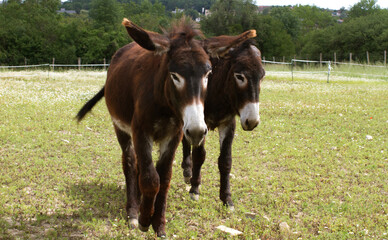 couple of furry young donkeys walking in their meadow, outdoors