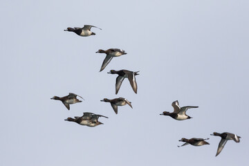 Tufted Duck - Reiherente - Aythya fuligula, Germany (Niedersachsen), flock