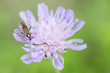 Macro image of an insect in Germany