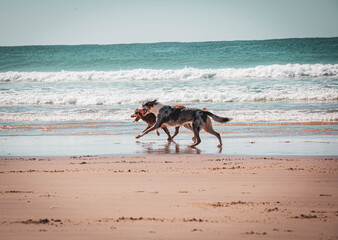 Fototapeta na wymiar dogs on the beach