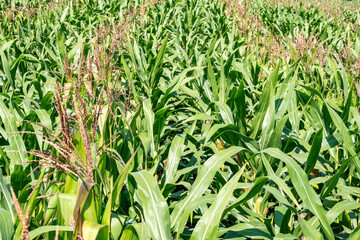Obraz premium corn field, corn on the cob