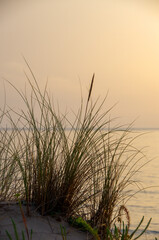 Sunset on the French Atlantic coast with plants in the foreground. High quality photo