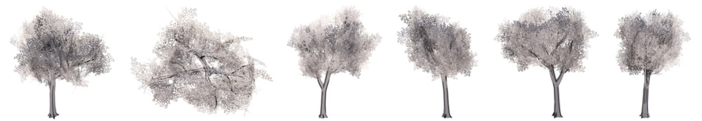 Set or collection of drawings of trees isolated on white background . Concept or conceptual 3d illustration for nature, ecology and conservation, strength and endurance, force and life
