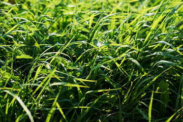 tall green grass bathed in sunlight and tilted by the wind