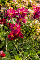 Burgundy chrysanthemum flowers in sunlight close-up on blurred background