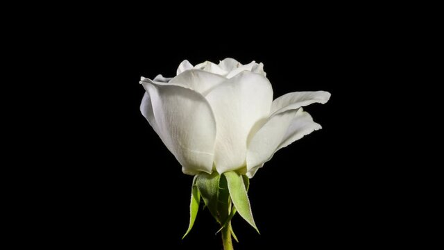 Beautiful time lapse of a white rose opening up.