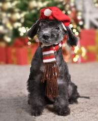 Bedlington Terrier puppy in a Santa Claus hat