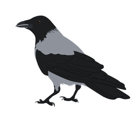 Hooded crow illustration