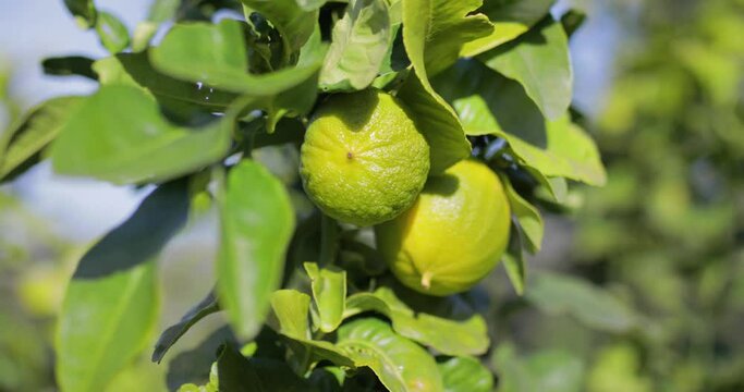 Bergamotti a Brancaleone di Reggio Calabria