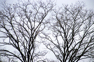 Fototapeta na wymiar Trees in an winter day