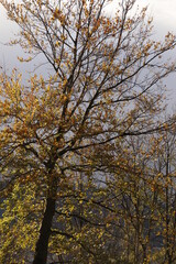 Urban park in an autumn day