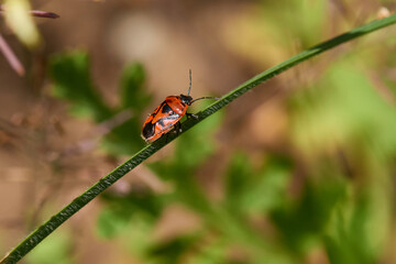 Zierliche Gemüsewanze (Eurydema dominulus), auch Rotschwarze Gemüsewanze genannt