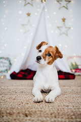 cute jack russell dog at home standing with Christmas decoration. Christmas time