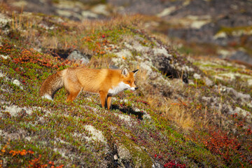 red fox in the wild - 400157291