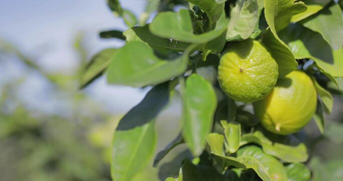 Bergamotto di Calabria, l'oro giallo di Reggio