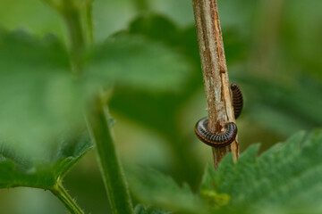 Gemeiner Zweistreifen-Schnurfüßer, (Ommatoiulus sabulosus)	
