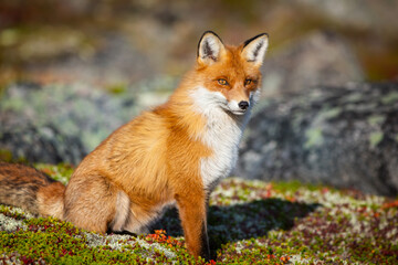 Naklejka na ściany i meble red fox in tundra