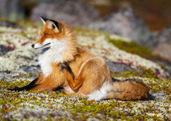 red fox in the wild - 400157808