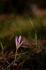 the crocus bloomed in the meadow. Colchicum autumnale purple wild flower in sunlight