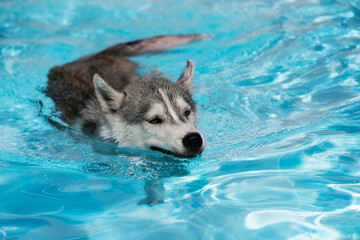 A young Siberian Husky female dog with blue eyes is swimming in a pool. She has wet grey and white fur. The water has an azure and blue color, with waves and splashes. It's a sunny summer day.