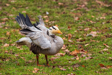 Bar-headed Goose - Anser indicus, beautiful goose from Central Asia lakes and fresh waters, Russia.
