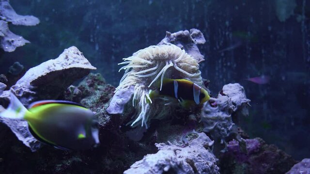 underwater photo fish Amphiprion nigripes near the sea anemone