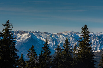 mountains with snow and pinetrees in the foreground in winter