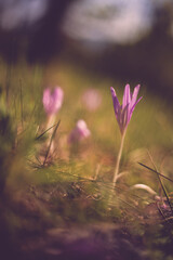 the crocus bloomed in the meadow. Colchicum autumnale purple wild flower in sunlight