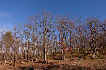 gnarled tree on a hill and blue sky