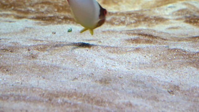 Spotted Garden Eels hide into the sand burrow. Heteroconger Hassi. 4K