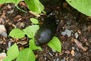 Spanische Wegschnecke im Garten	
