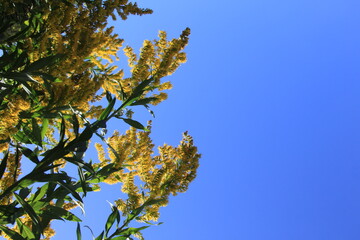 黄色い花が咲いたセイタカアワダチソウ