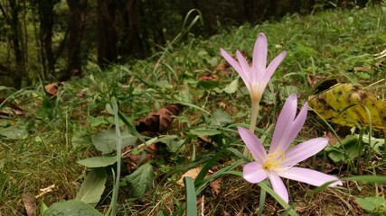 the crocus bloomed in the meadow. Colchicum autumnale purple wild flower in sunlight