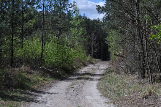 Grochowo forestry, Poland