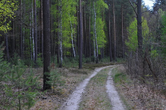 Grochowo forestry, Poland