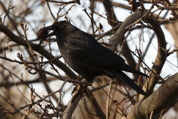 Rabe mit Nuss / Raven with nut