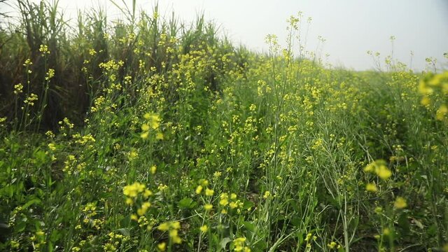 Panning shot of yellow field in india