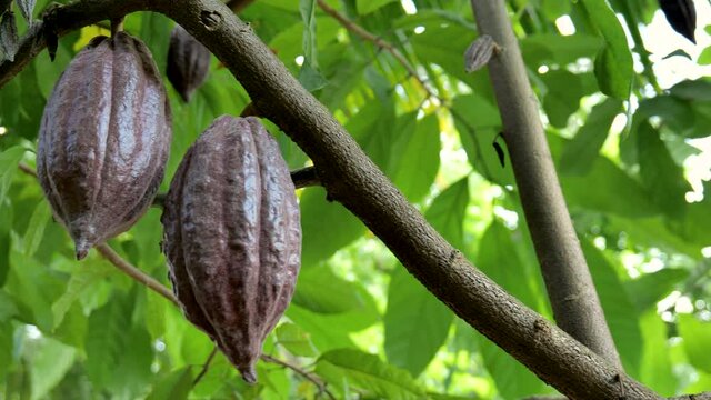 The cocoa tree with fruits. Yellow and green Cocoa pods grow on the tree, cacao plantation in Thailand, Cocoa fruit hanging on the tree in the rainy season, Cacao Tree. Organic fruit pods in nature.