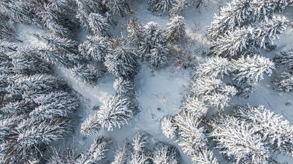 Winter forest with snowy trees, aerial view. Winter nature, aerial landscape with frozen river, trees covered white snow